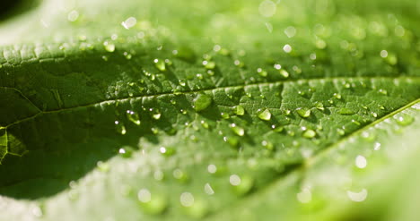 water drops on leaf surface 20