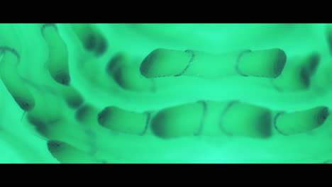 microscopic biological imagery