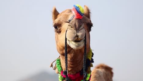 Camels-at-the-Pushkar-Fair,-also-called-the-Pushkar-Camel-Fair-or-locally-as-Kartik-Mela-is-an-annual-multi-day-livestock-fair-and-cultural-held-in-the-town-of-Pushkar-Rajasthan,-India.