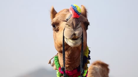 Camels at the Pushkar Fair, also called the Pushkar Camel Fair or locally as Kartik Mela is an annual multi-day livestock fair and cultural held in the town of Pushkar Rajasthan, India.