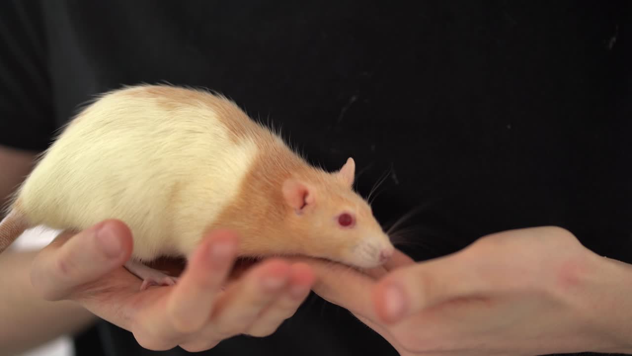 Brown and white domesticated pet rat playing on owners arms
