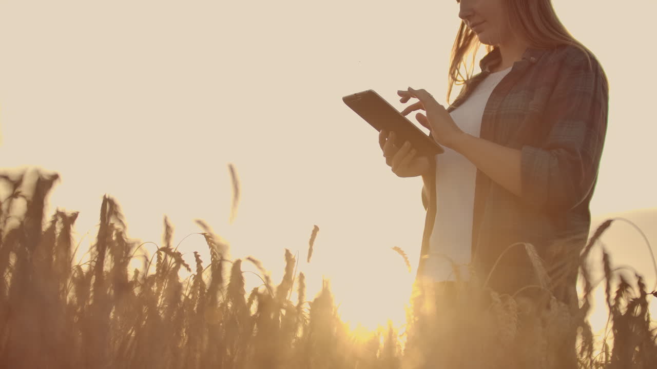Close-up of a woman farmer in a hat and a plaid shirt touches the sprouts and seeds of rye examines and enters data into the tablet computer is in the field at sunset