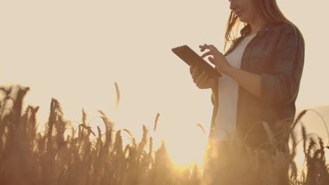 primer plano de una mujer granjera con un sombrero y una camisa a cuadros toca los brotes y las semillas de centeno examina y introduce datos en la tableta informática está en el campo al atardecer