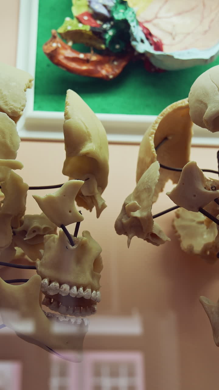 Skeleton in anatomy museum. Interior view of the anatomy museum. Vertical video