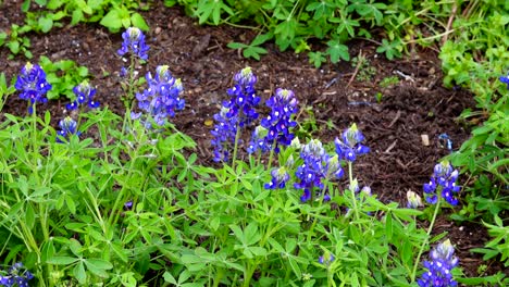 Beautiful-flowers-in-the-wind