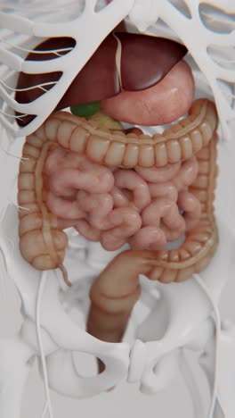 human digestive system anatomy 3d model