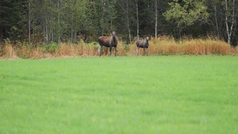 Mother-moose-with-her-calf-stands-on-the-edge-of-the-forest-observing-her-surroundings