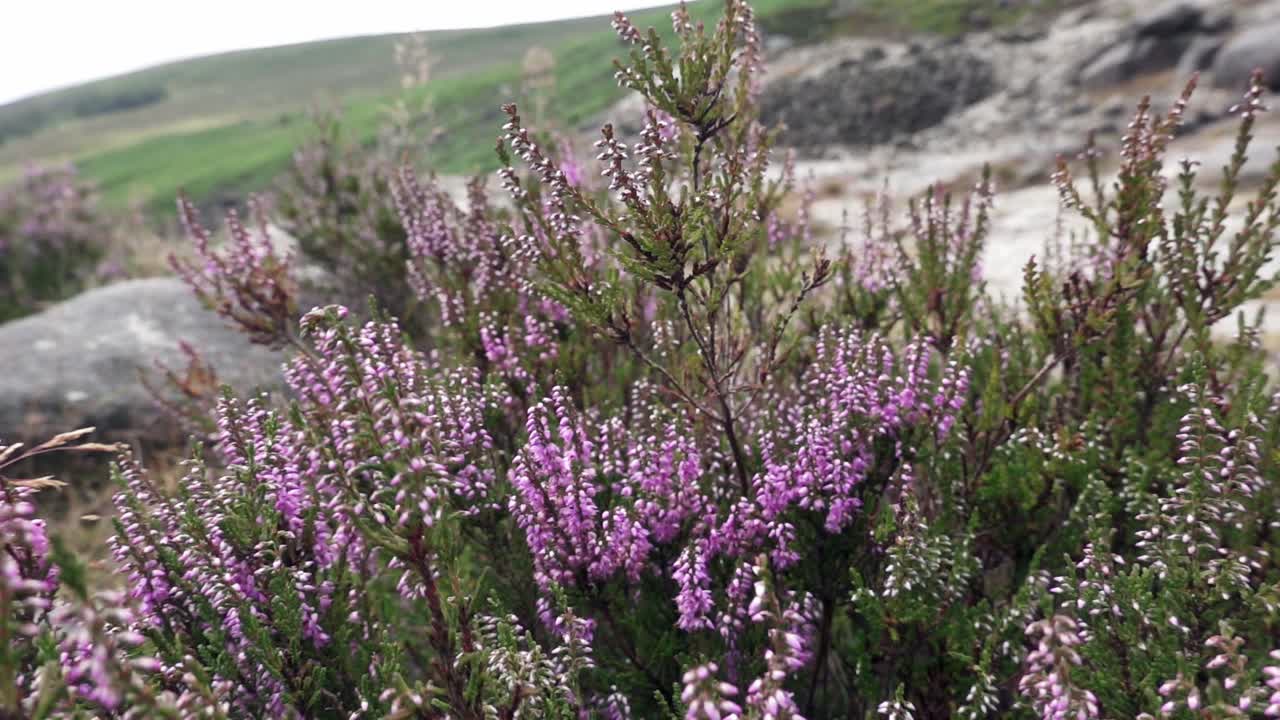 Lyng blæser i vinden på en midsommerdag nær Glendalough Miner's Village i Wicklow-bjergene