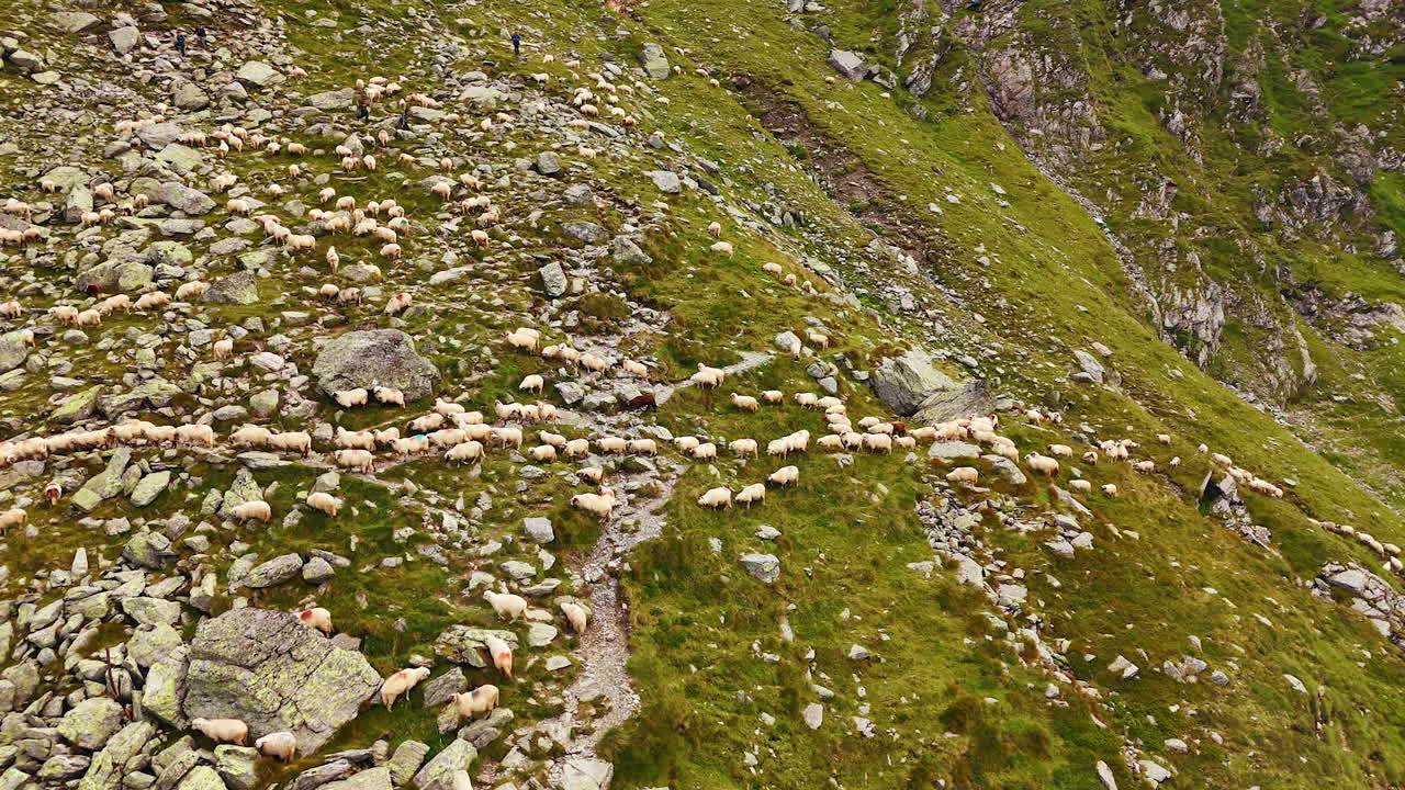Pecore bianche che camminano una ad una lungo il pendio della montagna. Gruppo di uomini che guidano il gregge. Vista aerea