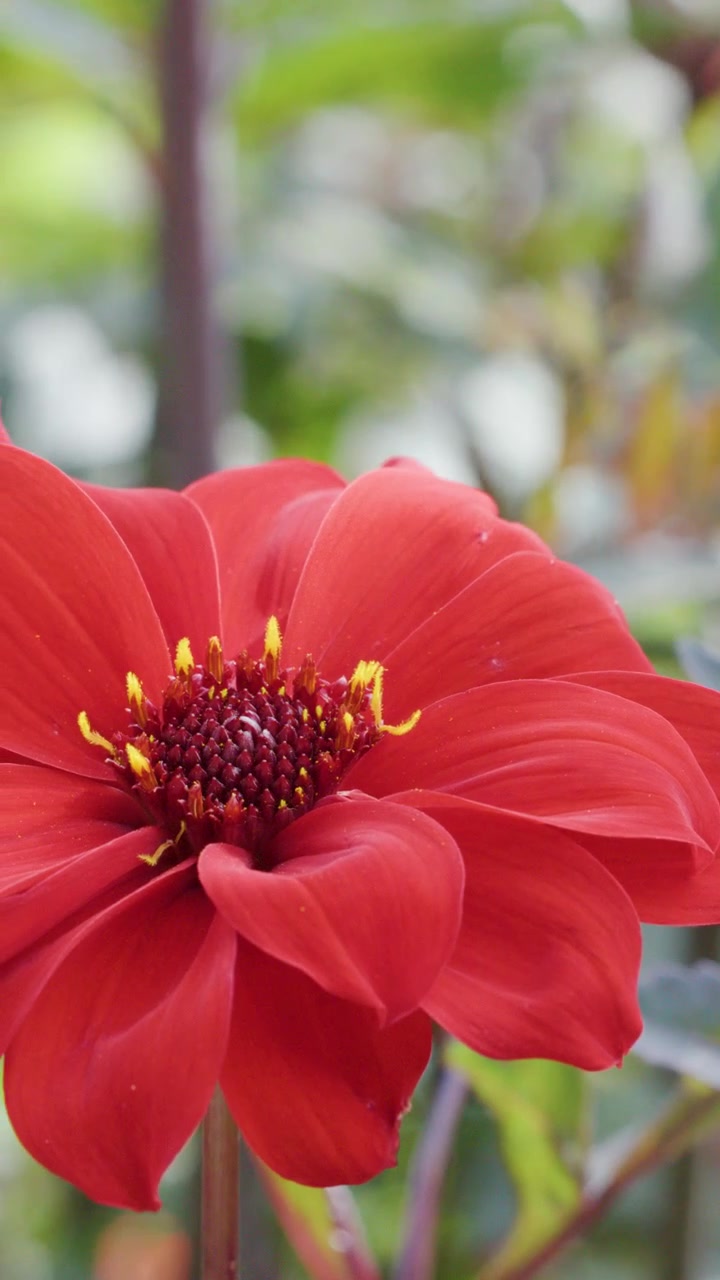 Bunga dahlia merah cerah bergoyang lembut di luar ruangan, terekam dalam cahaya alami yang lembut dengan kedalaman bidang yang dangkal dan gerakan kamera yang halus.
