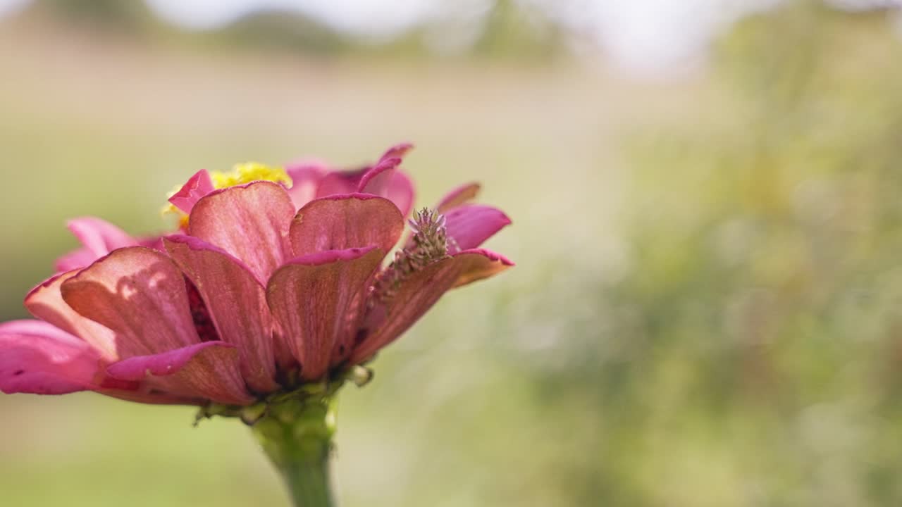 Nærbilde i sakte film av kneler på blomst.