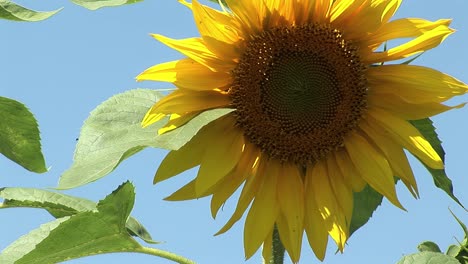 un primer plano del girasol en verano