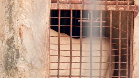 león observado en un recinto del zoológico