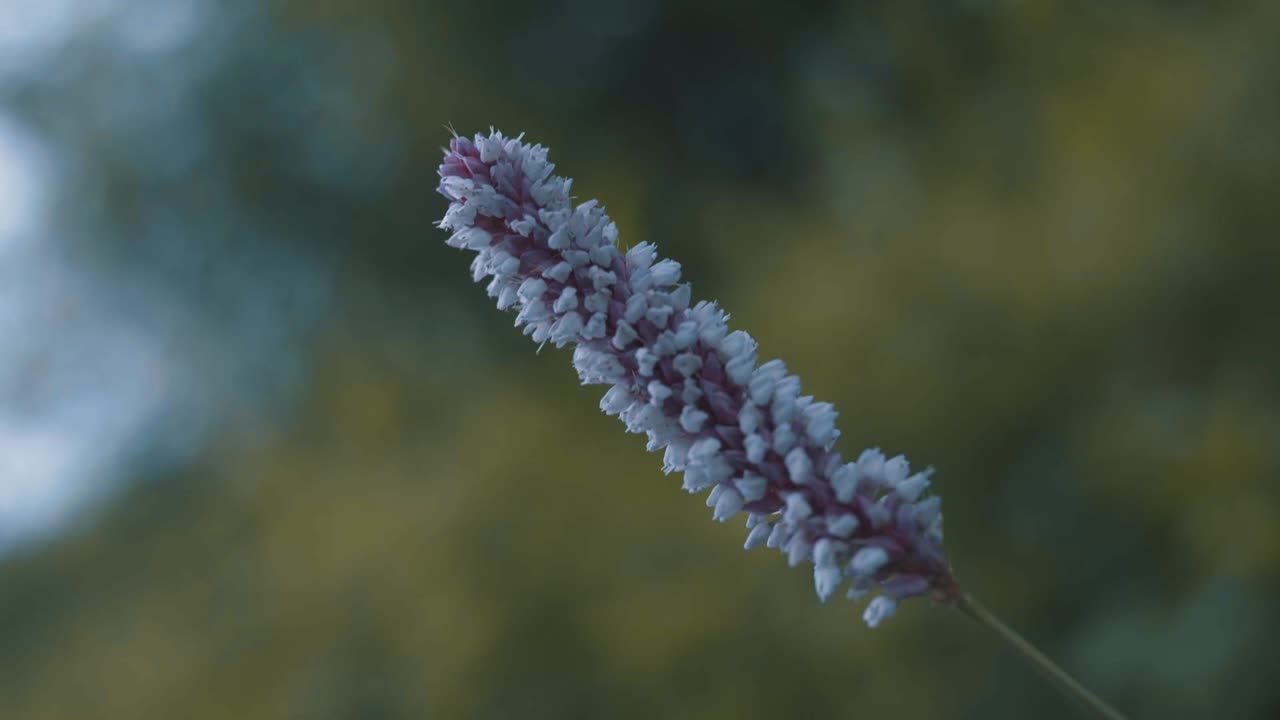 primer plano de una cabeza de semilla de flor silvestre