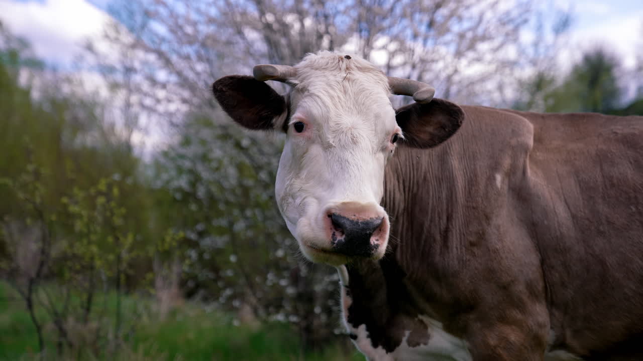 Milky cow with horns outdoors in spring. White and brown cow grazing on a meadow on nature background. Domestic animals concept.