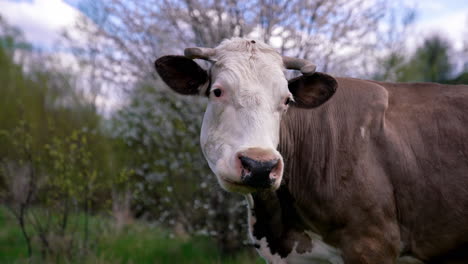 milky cow with horns outdoors in spring. white and brown cow grazing on a meadow on nature background. domestic animals concept.