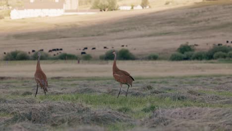dos grullas azules y rojas baten sus alas y juegan en un campo recién cortado en cámara lenta-1