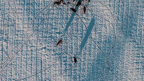 a top-down drone view of a serene snow-covered field in south georgia with cows roaming and grazing, captured during a rare snowfall event.
