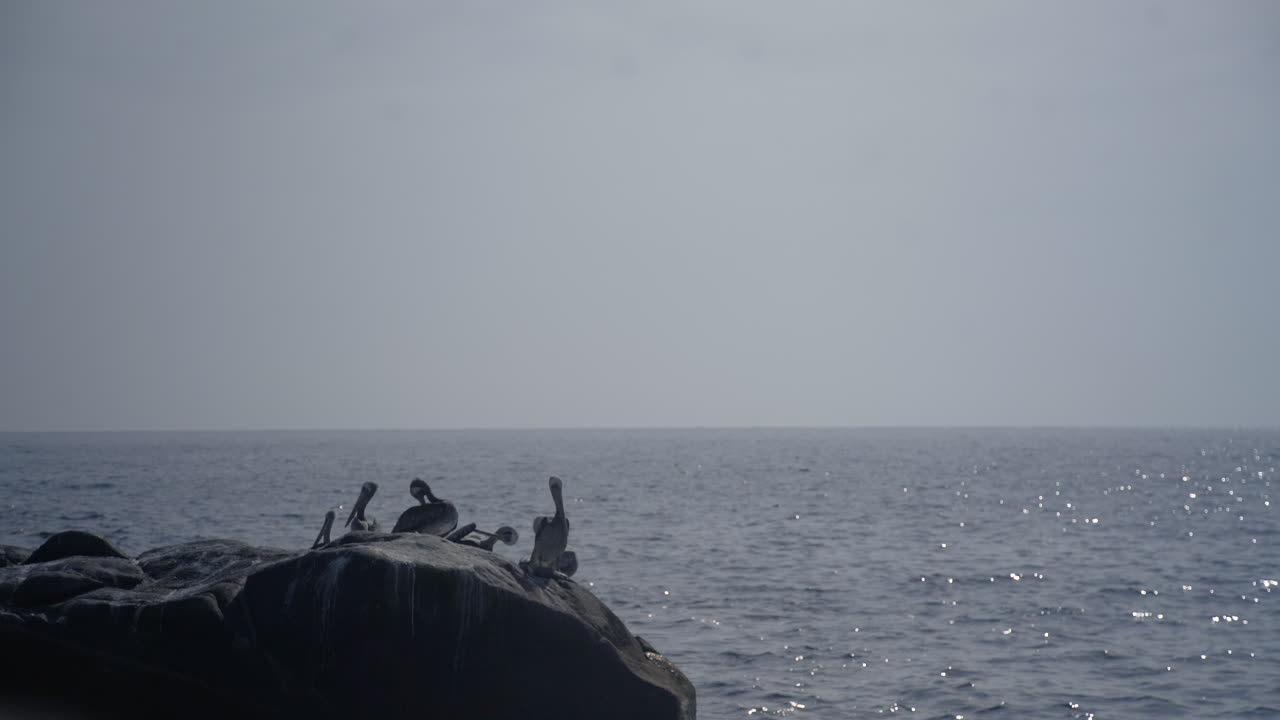 колония пеликанов и горизонт южного атлантического побережья, комодоро ривадавия, аргентина