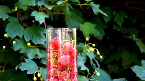 cinemagraph of red raspberries in glass with water