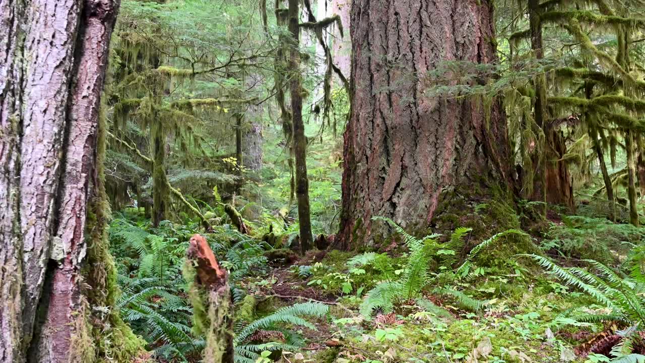 Lush Pacific Northwest rainforest with towering trees, thick ferns, and moss-covered ground