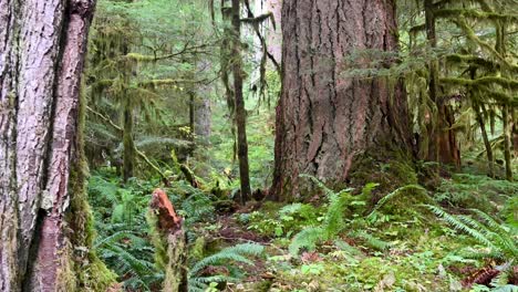 lush pacific northwest rainforest with towering trees, thick ferns, and moss-covered ground