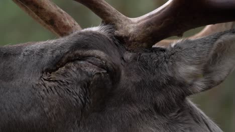 extreme close up shot of reindeer, moving it's head and brownish weathered antlers beginning at the brow