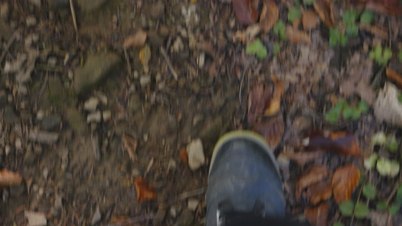 Hiking in the Fall Forest