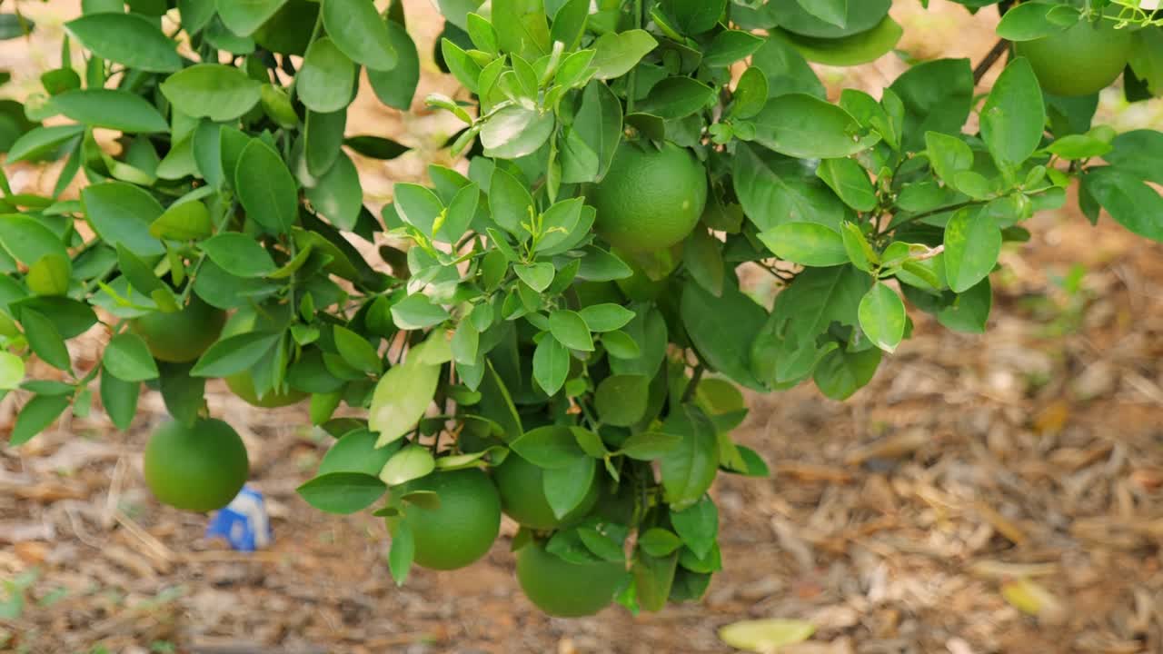 Sweet Lemon Tree with Unripe Green Fruit in Orchard, day time, slight pan shot, 4k.