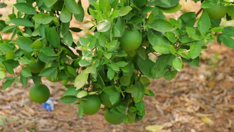 sweet lemon tree with unripe green fruit in orchard, day time, slight pan shot, 4k.