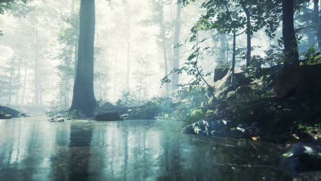 Forest-with-pond-and-mist-with-sunrays