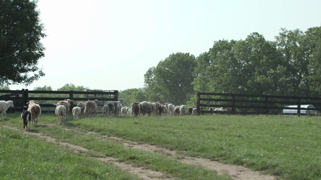 Assisti al delizioso esodo di un variegato gregge di animali da fattoria mentre si allontanano con grazia da un campo pittoresco.