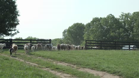 Erleben-Sie-Den-Entzückenden-Auszug-Einer-Vielfältigen-Herde-Von-Stalltieren,-Die-Anmutig-Ein-Malerisches-Feld-Verlassen