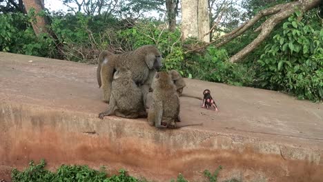 baboon family gathering on a flat stone