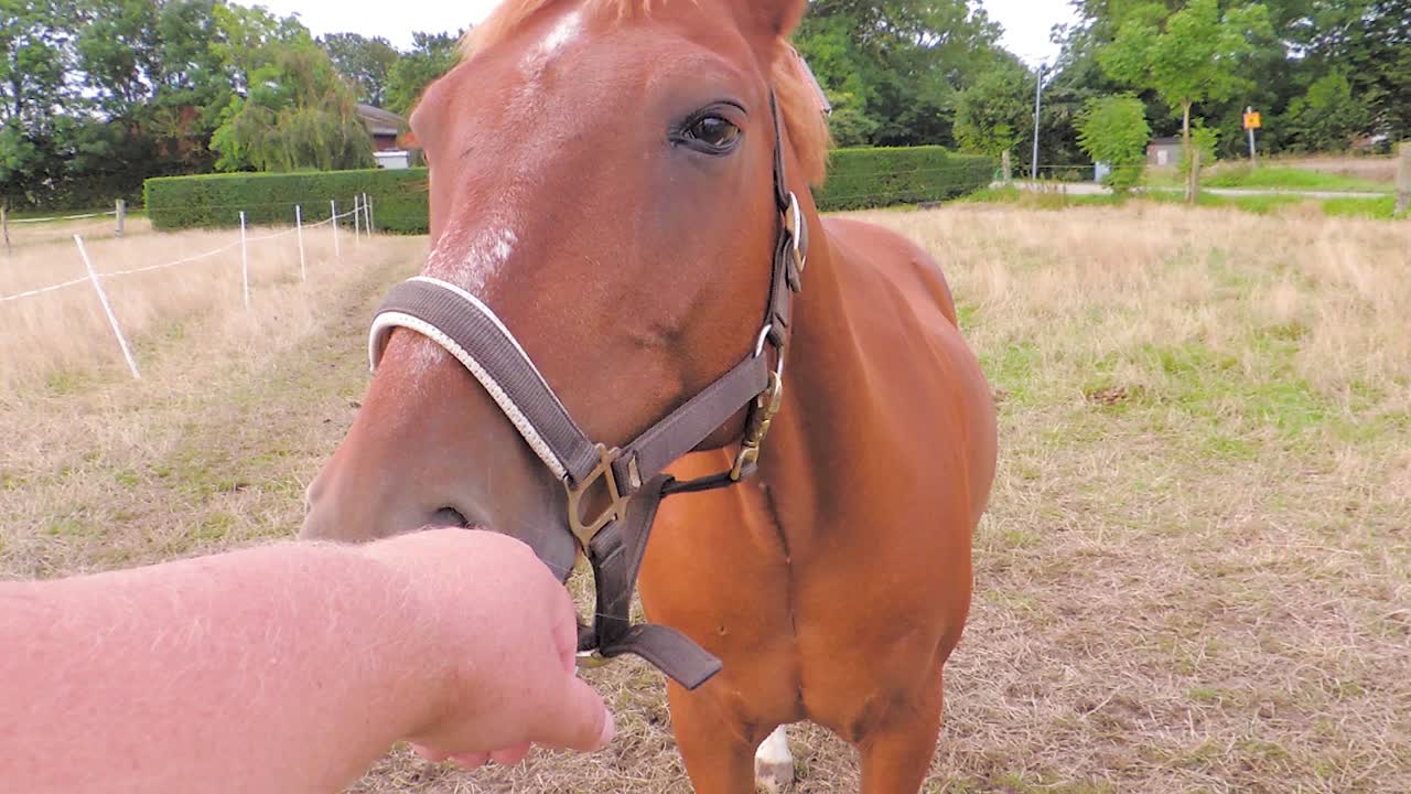 pov: un caballo está olfateando una mano