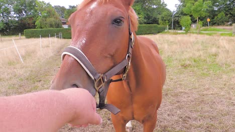 pov: a horse is smelling a hand