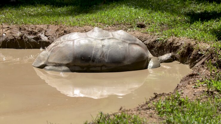 A large Aldabra tortoise rests in a muddy pool under bright sunlight in Australia