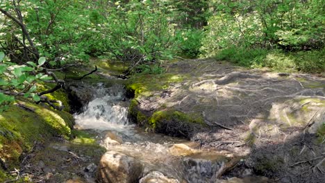 Pequeño-Arroyo-De-Agua-En-Un-Bosque-Denso