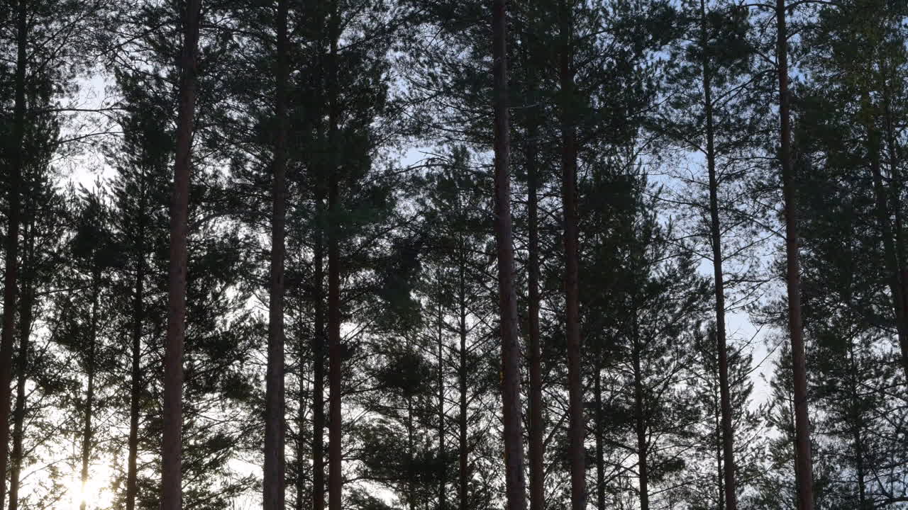 Timelapse video of very strongly and fast swaying pine trees in a storm by dawn