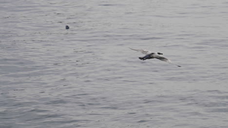 seagull flying over the sea