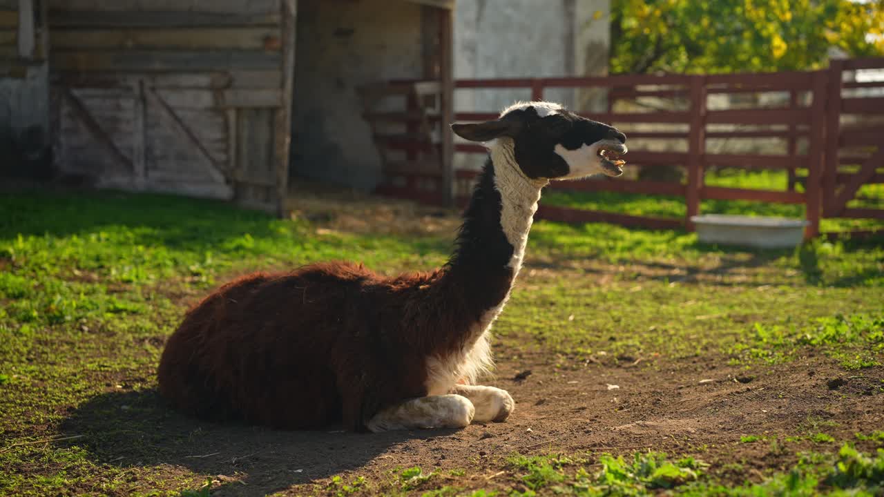 lama descansando en una granja