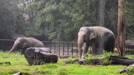 elephants in the rain at the zoo