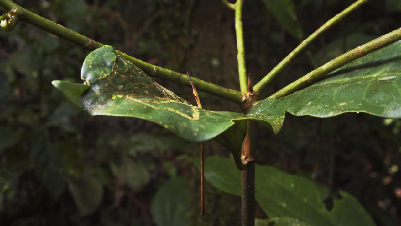 Pull back shot of a leaf , reveling the other parts which have got torn and cut due to the piercing of the falling twigs from above