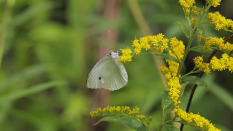 pieris brassicae, the large white butterfly, also called cabbage butterfly. large white is common throughout europe, north africa and asia often in agricultural areas, meadows and parkland.