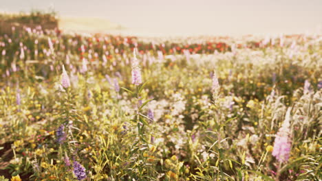 hermoso campo de flores silvestres