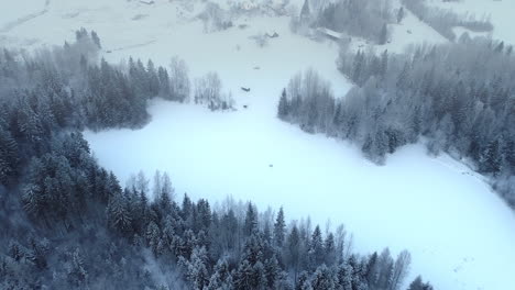 bosque brumoso cubierto de nieve durante la temporada de invierno