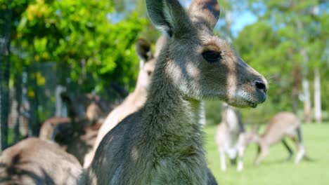 a group of eastern grey kangaroo resting under the shade of a tree on a sunny day in lone pine koala sanctuary, australia.-closeup shot