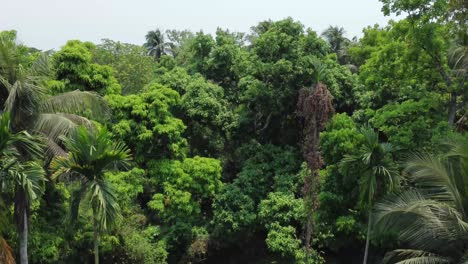vista aérea o superior del bosque verde profundo o la jungla