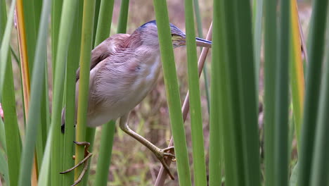 un pájaro amargo amarillo escondido dentro de cañaverales y esperando - cerrar
