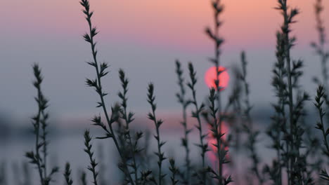 Vista-Al-Atardecer-Y-Al-Lago-A-Través-De-La-Hierba.